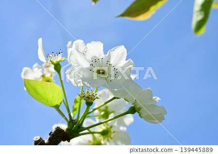 梨子(薔薇科),梨屬植物,開白色花朵。 梨子(薔薇科),梨屬植物,開白色花朵。 139445889