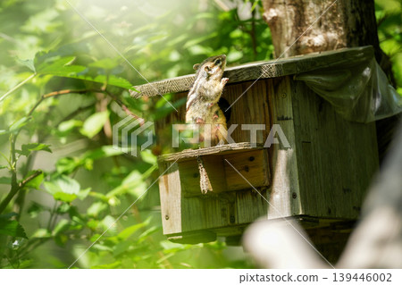 A mother chipmunk pokes her head out of the nest box after nursing. A mother chipmunk pokes her head out of the nest box after nursing. 139446002