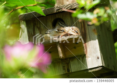 The chipmunk brothers poked their heads out of the nest box for the first time. The chipmunk brothers poked their heads out of the nest box for the first time. 139446005