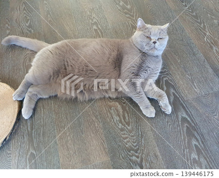 Adult British Shorthair cat resting on a wooden floor. Gray fluffy pet in a calm pose. Adult British Shorthair cat resting on a wooden floor. Gray fluffy pet in a calm pose. 139446175