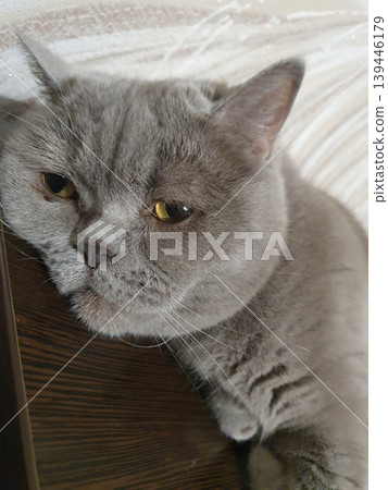 Close-up of the muzzle of a gray British cat lying on a wooden surface. Sad or tired look of a pet 139446179