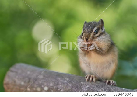 Close-up of a chipmunk stuffing its cheeks with a tree branch. Close-up of a chipmunk stuffing its cheeks with a tree branch. 139446345
