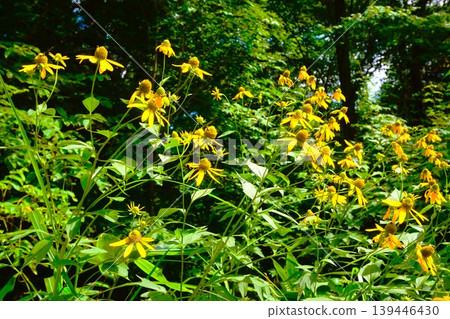 Rudbeckia laciniata (Large Red-lipped Flower) Rudbeckia laciniata (Large Red-lipped Flower) 139446430