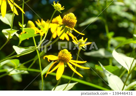 Rudbeckia laciniata (Large Red-lipped Flower) Rudbeckia laciniata (Large Red-lipped Flower) 139446431