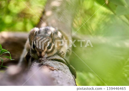 A chipmunk walking towards me on a log. A chipmunk walking towards me on a log. 139446465