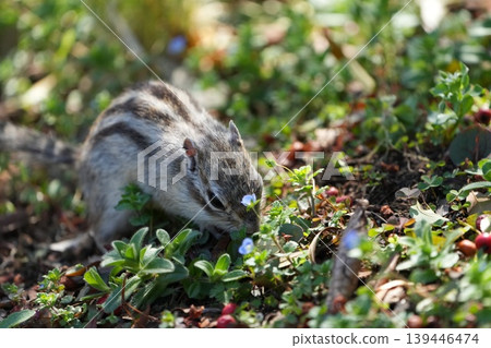 A baby chipmunk eating among spring flowers A baby chipmunk eating among spring flowers 139446474