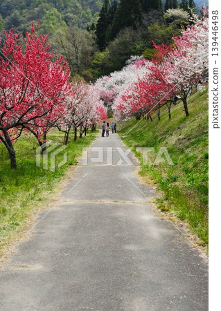 A person walking along a path lined with fully bloomed peach blossoms on both sides. A person walking along a path lined with fully bloomed peach blossoms on both sides. 139446498