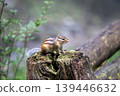 animal, forest, wood 139446632