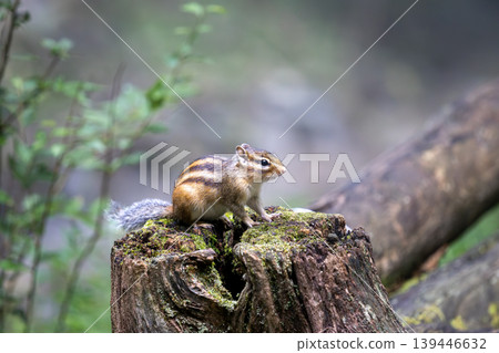 animal, forest, wood 139446632