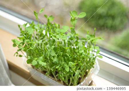 水耕豆芽 水耕豆芽 139446995