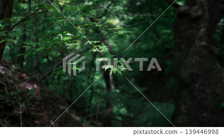 Deep green of a deep forest Deep green of a deep forest 139446998