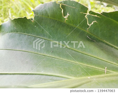 Anthurium plowmanii, wave of love, gelombang cinta leaf on blurry background 139447063