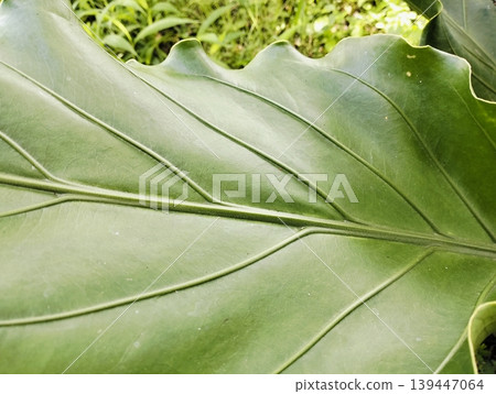 Anthurium plowmanii, wave of love, gelombang cinta leaf on blurry background 139447064