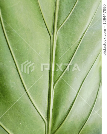 Anthurium plowmanii, wave of love, gelombang cinta leaf on blurry background Anthurium plowmanii, wave of love, gelombang cinta leaf on blurry background 139447090
