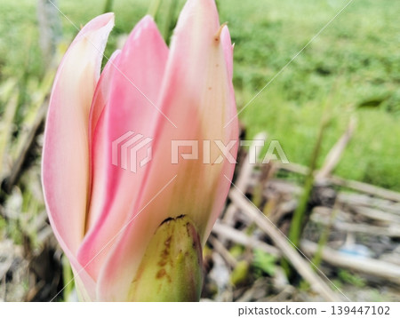 Red Torch Ginger Flower Macro Tropical Exotic Bloom Close Up 139447102