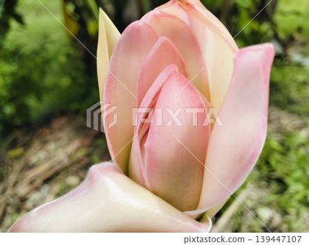 Red Torch Ginger Flower Macro Tropical Exotic Bloom Close Up Red Torch Ginger Flower Macro Tropical Exotic Bloom Close Up 139447107
