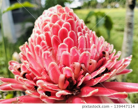 Red Torch Ginger Flower Macro Tropical Exotic Bloom Close Up Red Torch Ginger Flower Macro Tropical Exotic Bloom Close Up 139447114