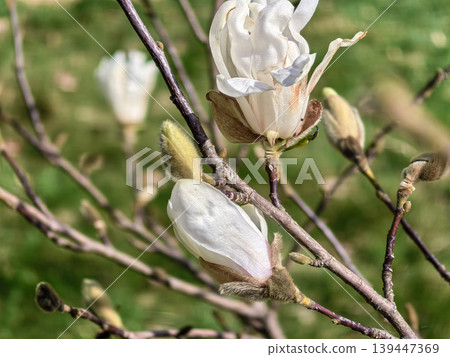 White Magnolia Stellata Royal Star Buds Blooming in Spring White Magnolia Stellata Royal Star Buds Blooming in Spring 139447369