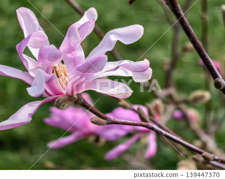Macro View of Pink Magnolia Stellata Flower Petals Macro View of Pink Magnolia Stellata Flower Petals 139447370