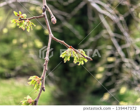 Pendulous Elm Ulmus Glabra Branch with Tiny Spring Blossoms 139447372