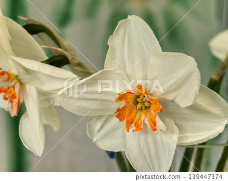 Macro Shot of Narcissus First Lady Daffodil Flower with Orange Ruffled Cup 139447374
