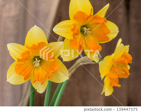 Tiritomba Split-Cup Daffodil Flowers in Full Bloom 139447375