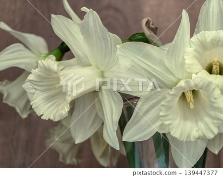 Beautiful White Trumpet Daffodils Narcissus Beersheba in Vase Beautiful White Trumpet Daffodils Narcissus Beersheba in Vase 139447377