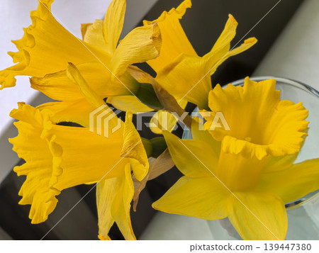 Yellow Dutch Master Trumpet Daffodils Narcissus in Glass Vase Yellow Dutch Master Trumpet Daffodils Narcissus in Glass Vase 139447380