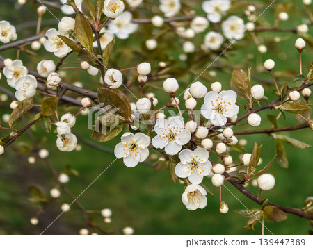 Spring Cherry Blossom Flowers on Branch Spring Cherry Blossom Flowers on Branch 139447389