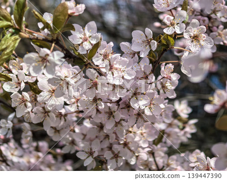 Blooming Pink Cherry Blossom Tree Branches Blooming Pink Cherry Blossom Tree Branches 139447390