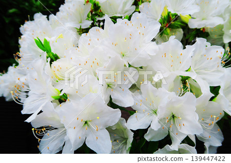 一片純白杜鵑花海 一片純白杜鵑花海 139447422