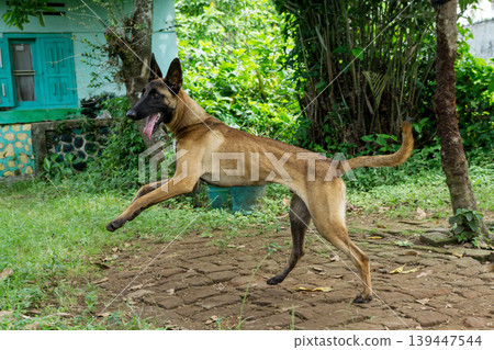 Active Belgian Malinois dog standing in the garden, purebred shepherd dog outdoor. 139447544