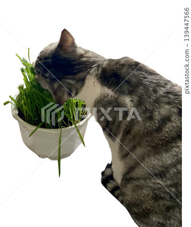 A mackerel tabby cat eating catnip. A mackerel tabby cat eating catnip. 139447566