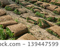 Turf sod rolls arranged on soil for new lawn installation. Public park landscaping and garden renovation project. Ecological grounds improvement and green space development concept. 139447599