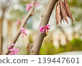 Cercis chinensis blooming on a tree branch. Small pink flowers growing on bark with dry seed pods. Spring awakening of nature, botanical scene in a garden, macro plant detail. 139447601