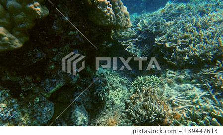 Underwater view of dense acropora and turbinaria corals in clear bluish water creating a dreamy scene. Dauin, Philippines Underwater view of dense acropora and turbinaria corals in clear bluish water creating a dreamy scene. Dauin, Philippines 139447613