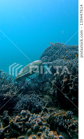 Dreamy underwater view of critically endangered hawksbill turtle foraging among the corals in deep blue waters. Dauin, Philippines Dreamy underwater view of critically endangered hawksbill turtle foraging among the corals in deep blue waters. Dauin, Philippines 139447614