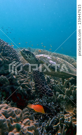 A critically endangered hawksbill turtle resting amidst dense corals while a coral hogfish swims by under clear blue waters in Dauin, Philippines A critically endangered hawksbill turtle resting amidst dense corals while a coral hogfish swims by under clear blue waters in Dauin, Philippines 139447615