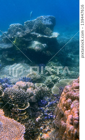 Stunning underwater view of the seabed populated by Acropora cervicornis, Turbinaria reniformis and Porites lobata among other coral species, thriving marine ecosystem in Dauin, Philippines Stunning underwater view of the seabed populated by Acropora cervicornis, Turbinaria reniformis and Porites lobata among other coral species, thriving marine ecosystem in Dauin, Philippines 139447616
