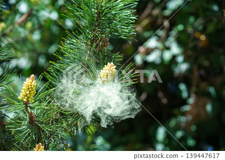 Macro of pine pollen dispersal from Pinus sylvestris, fine particles in air causing allergies, natural fertilization and seasonal allergen spread Macro of pine pollen dispersal from Pinus sylvestris, fine particles in air causing allergies, natural fertilization and seasonal allergen spread 139447617