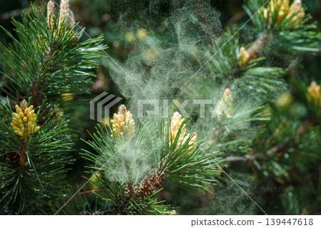 Pollen cloud released from Pinus sylvestris branch, airborne allergens in spring, nature reproduction process and seasonal allergy trigger Pollen cloud released from Pinus sylvestris branch, airborne allergens in spring, nature reproduction process and seasonal allergy trigger 139447618