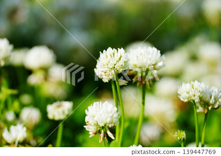 White clover (Clover) White clover (Clover) 139447769