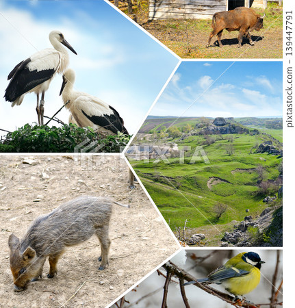 Wildlife conservation concept with various species and scenic vistas. Wildlife conservation concept with various species and scenic vistas. 139447791