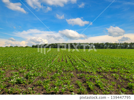 Young green sugar beet field under a bright blue sky. Young green sugar beet field under a bright blue sky. 139447795