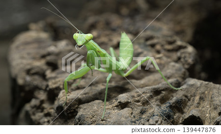 Green praying mantis (Mantodea) crawling on a weathered tree bark, macro photography. 139447876