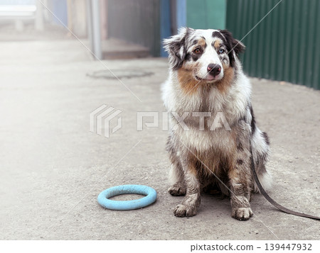 The Australian Shepherd dog is very dirty for a walk. Dirty paws, dirty wool. Copy space photo The Australian Shepherd dog is very dirty for a walk. Dirty paws, dirty wool. Copy space photo 139447932