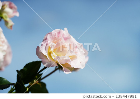 White roses, Mother's Day gift, rose flowers, rose garden, image material White roses, Mother's Day gift, rose flowers, rose garden, image material 139447981