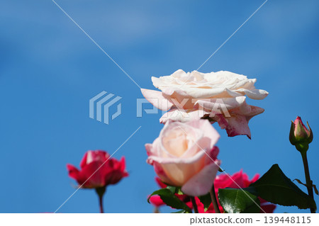 白玫瑰，母親節禮物，玫瑰花，玫瑰園，圖片素材 139448115