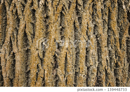 Detailed close up texture of rough tree bark with deep grooves, suitable for design applications and creative project use. Detailed close up texture of rough tree bark with deep grooves, suitable for design applications and creative project use. 139448733