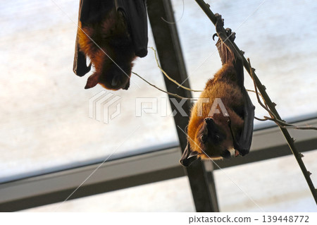 Two fruit bats hanging upside down from branches inside a greenhouse, with a translucent roof allowing natural light to filter through Two fruit bats hanging upside down from branches inside a greenhouse, with a translucent roof allowing natural light to filter through 139448772